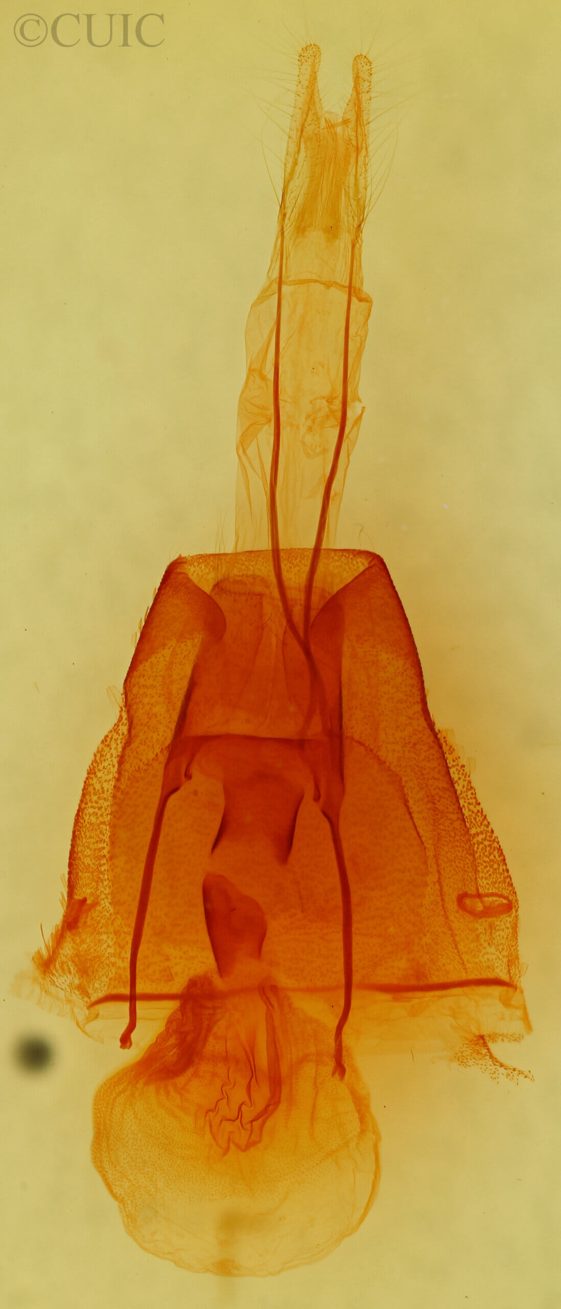 genitalia view of adult Cissusa valens