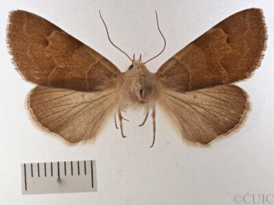 dorsal view of adult Cissusa valens
