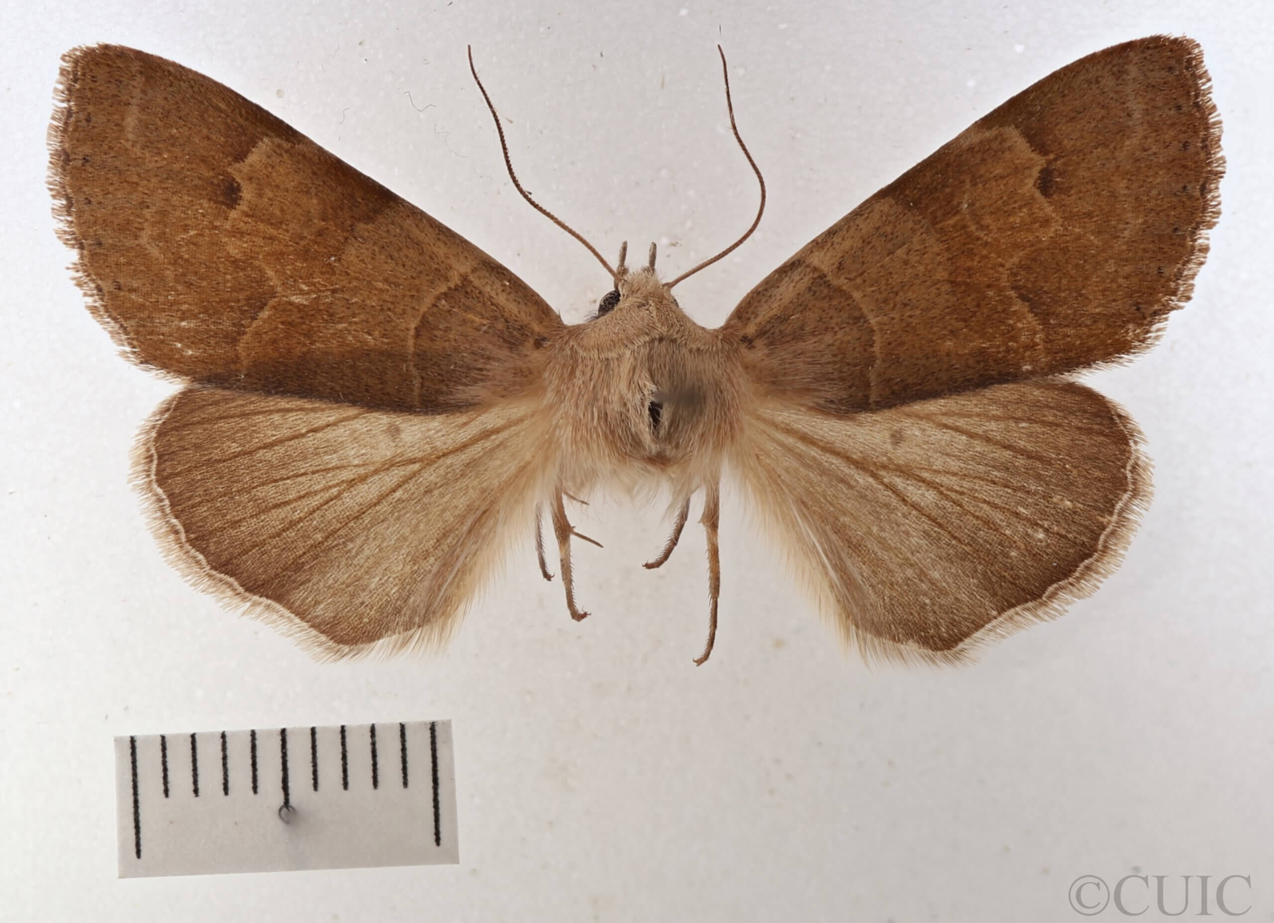 dorsal view of adult Cissusa valens