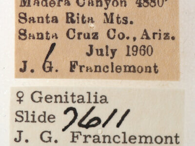 label view of adult Cissusa valens