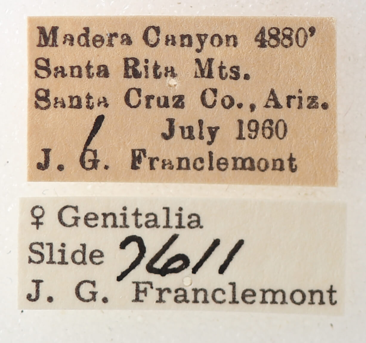 label view of adult Cissusa valens