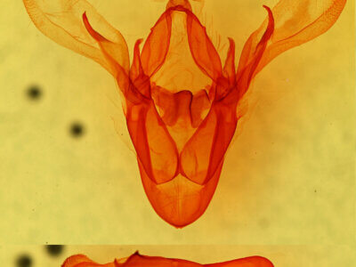 genitalia view of adult Cissusa sp.