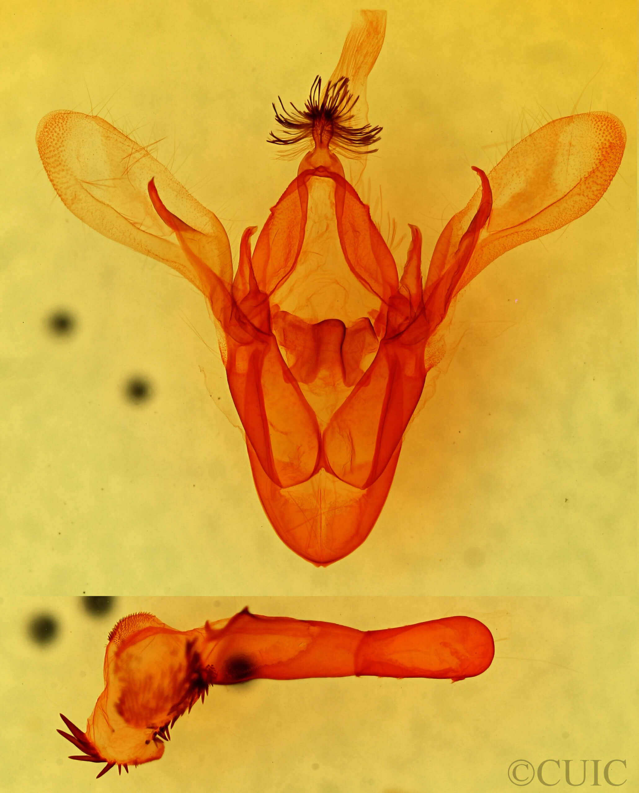 genitalia view of adult Cissusa sp.