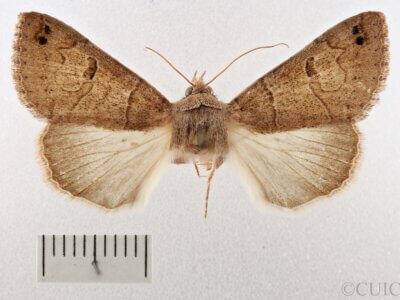 dorsal view of adult Cissusa sp.