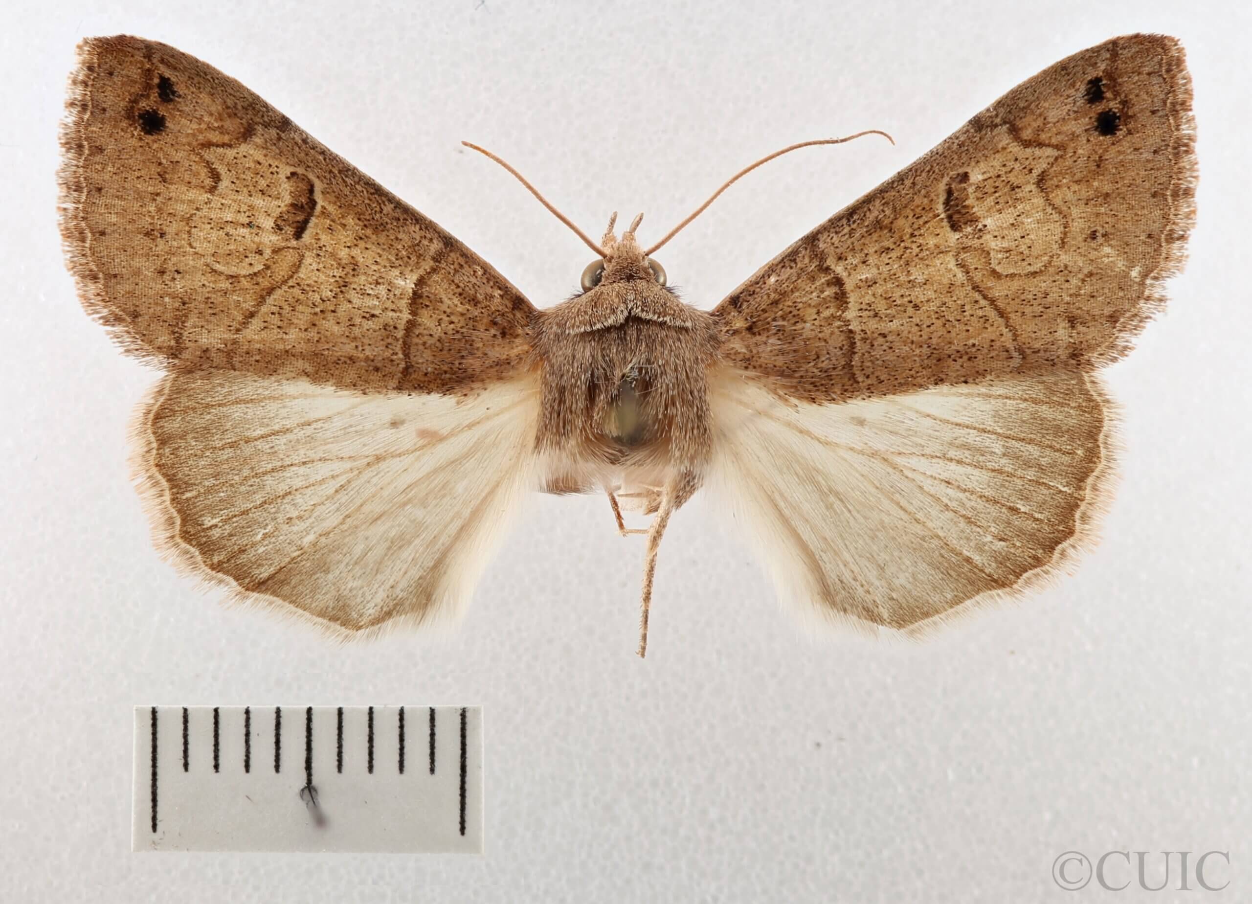 dorsal view of adult Cissusa sp.