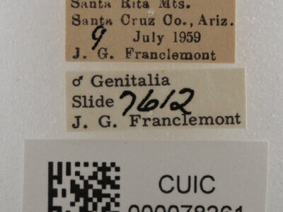 label view of adult Cissusa sp.