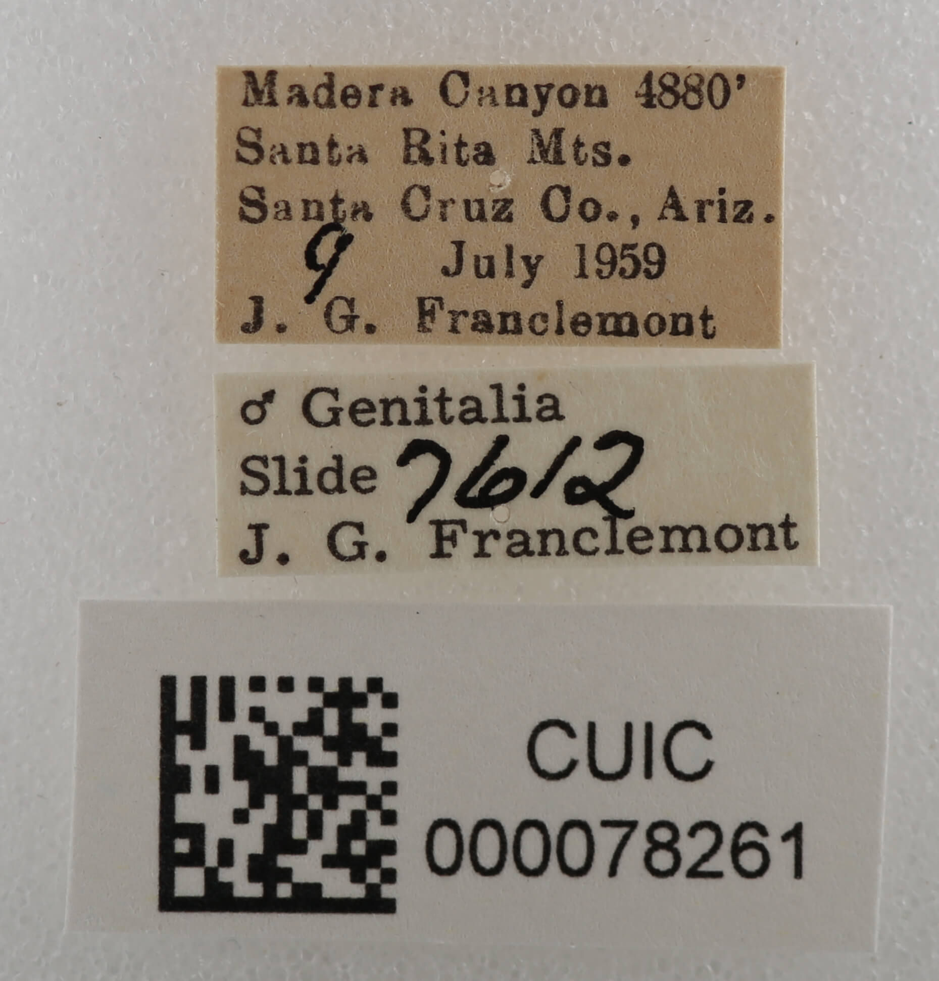 label view of adult Cissusa sp.
