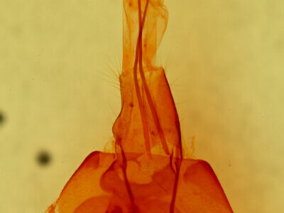 genitalia view of adult Cissusa mucronata