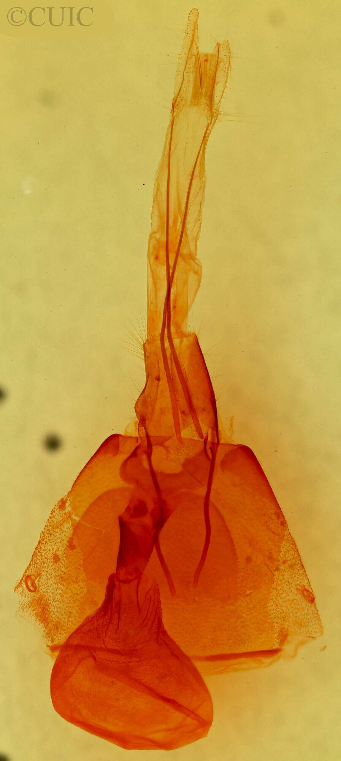 genitalia view of adult Cissusa mucronata