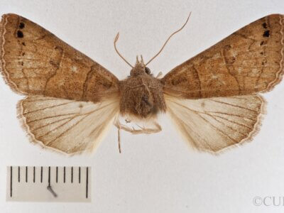 dorsal view of adult Cissusa mucronata