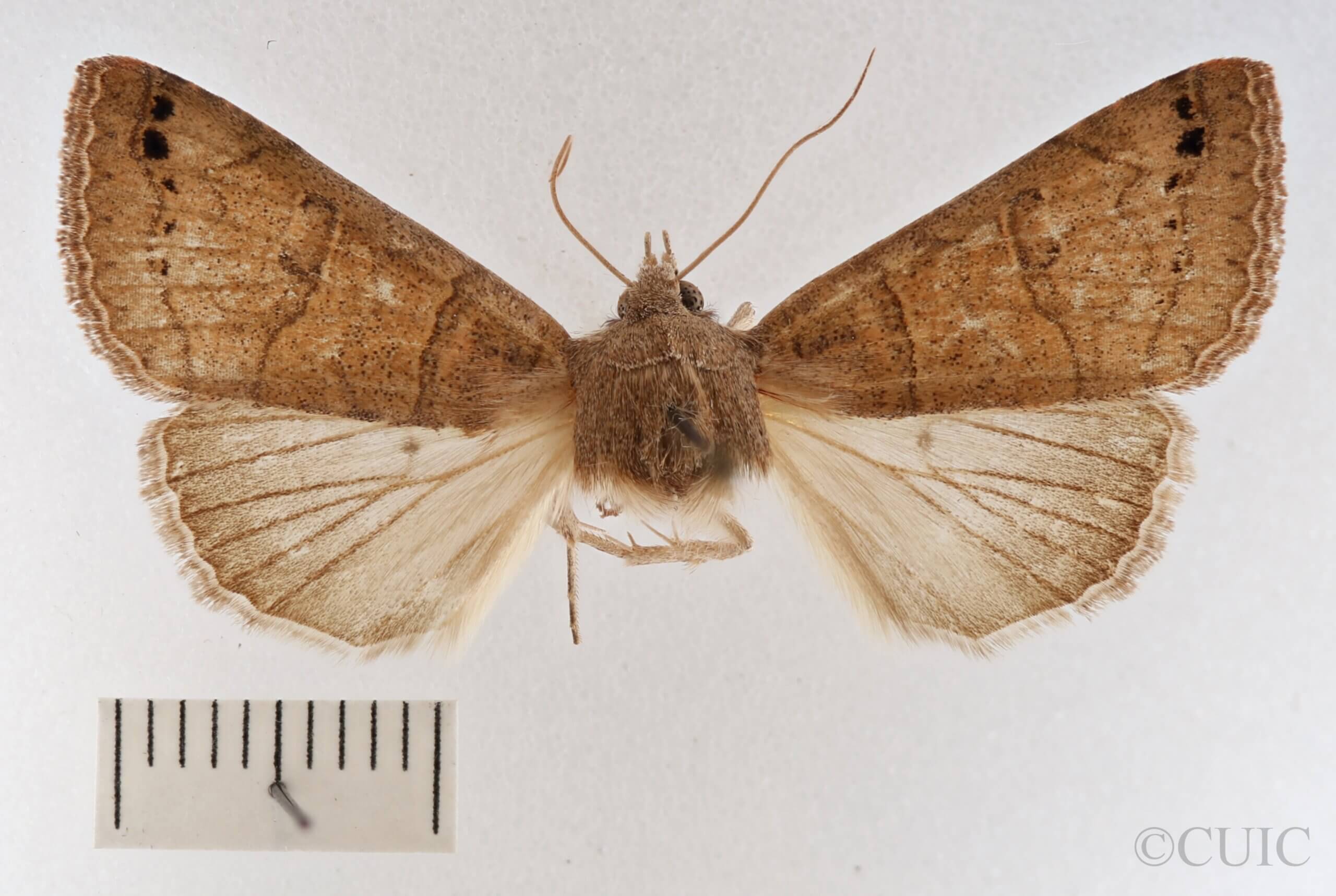 dorsal view of adult Cissusa mucronata