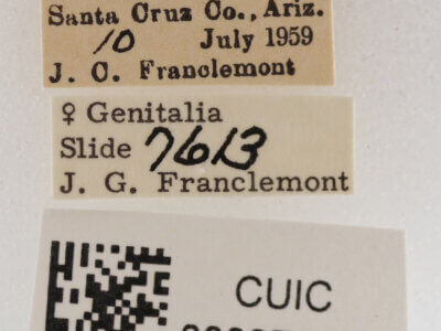 label view of adult Cissusa mucronata