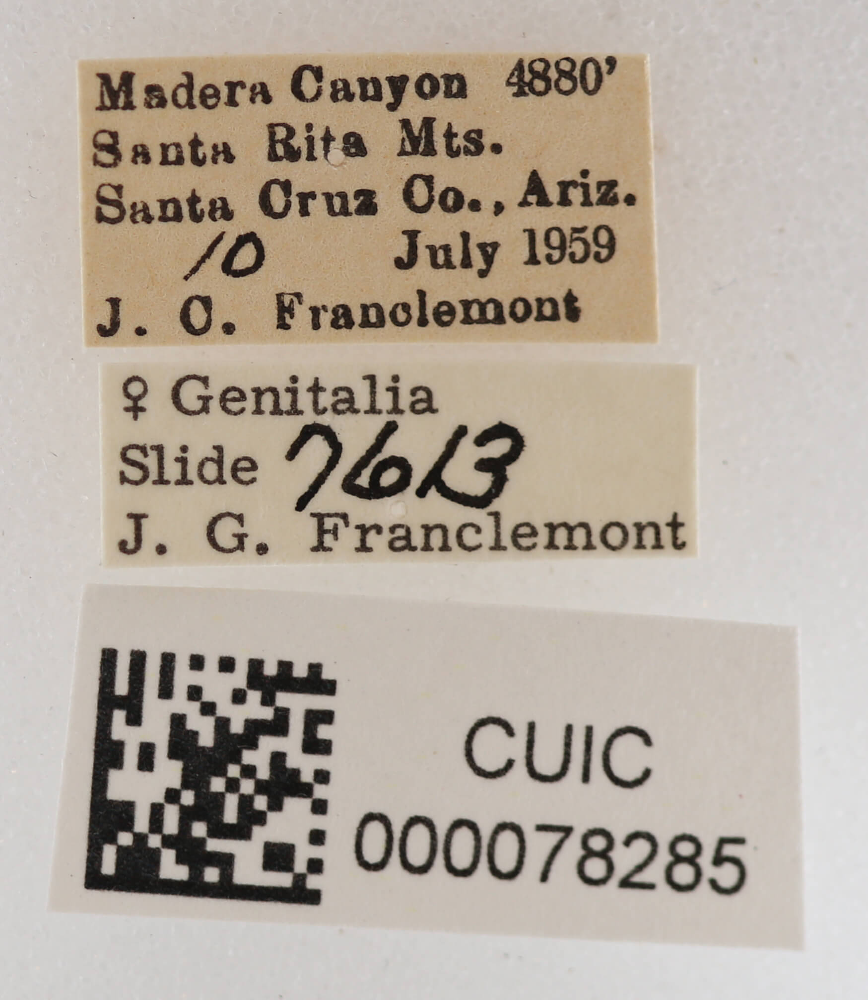 label view of adult Cissusa mucronata
