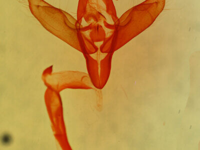 genitalia view of adult Abagrotis trigona