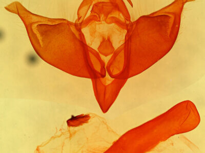 genitalia view of adult Abagrotis erratica