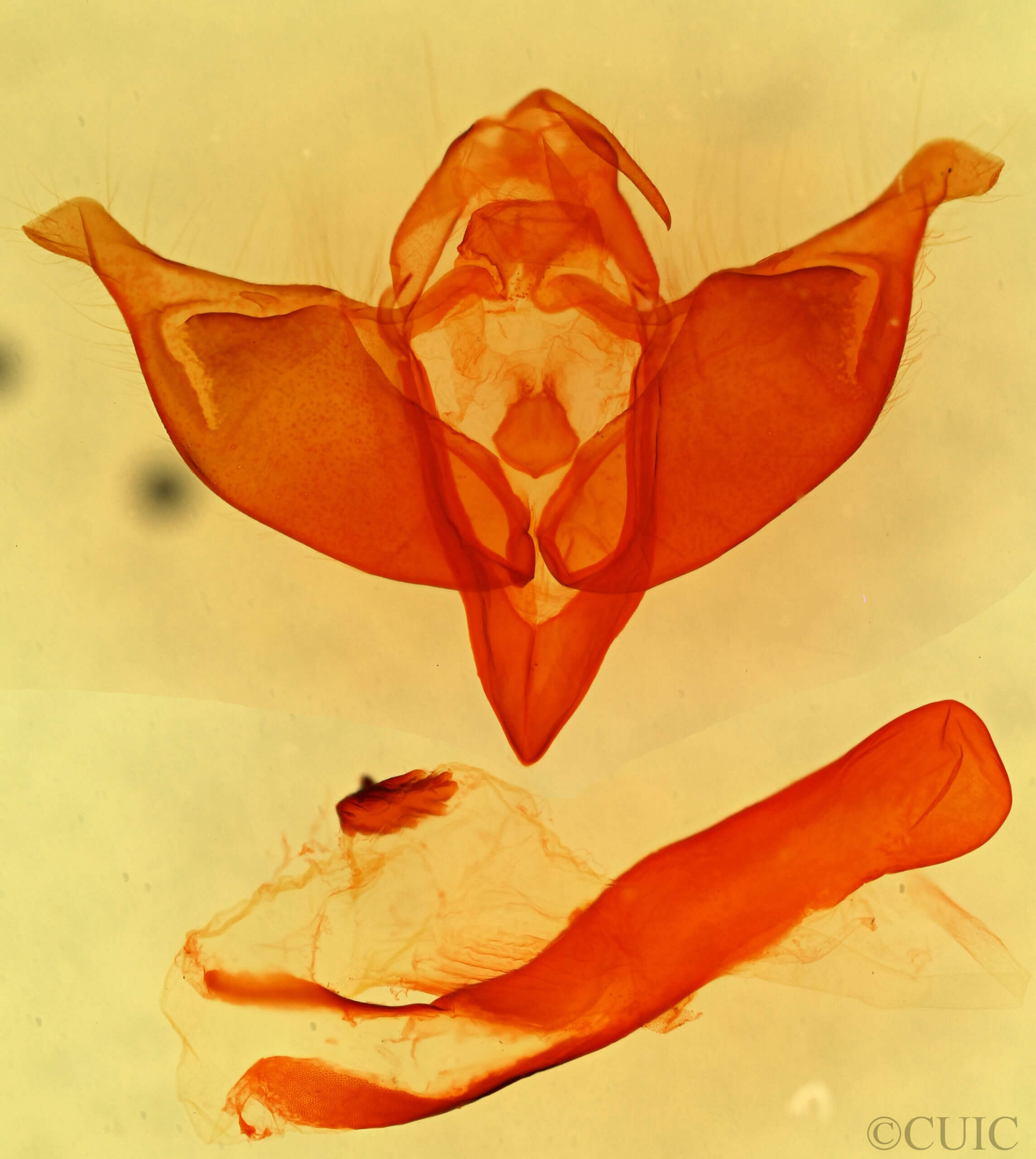 genitalia view of adult Abagrotis erratica