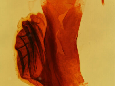 genitalia view of adult Abagrotis erratica