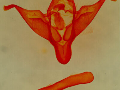 genitalia view of adult Abagrotis sp.