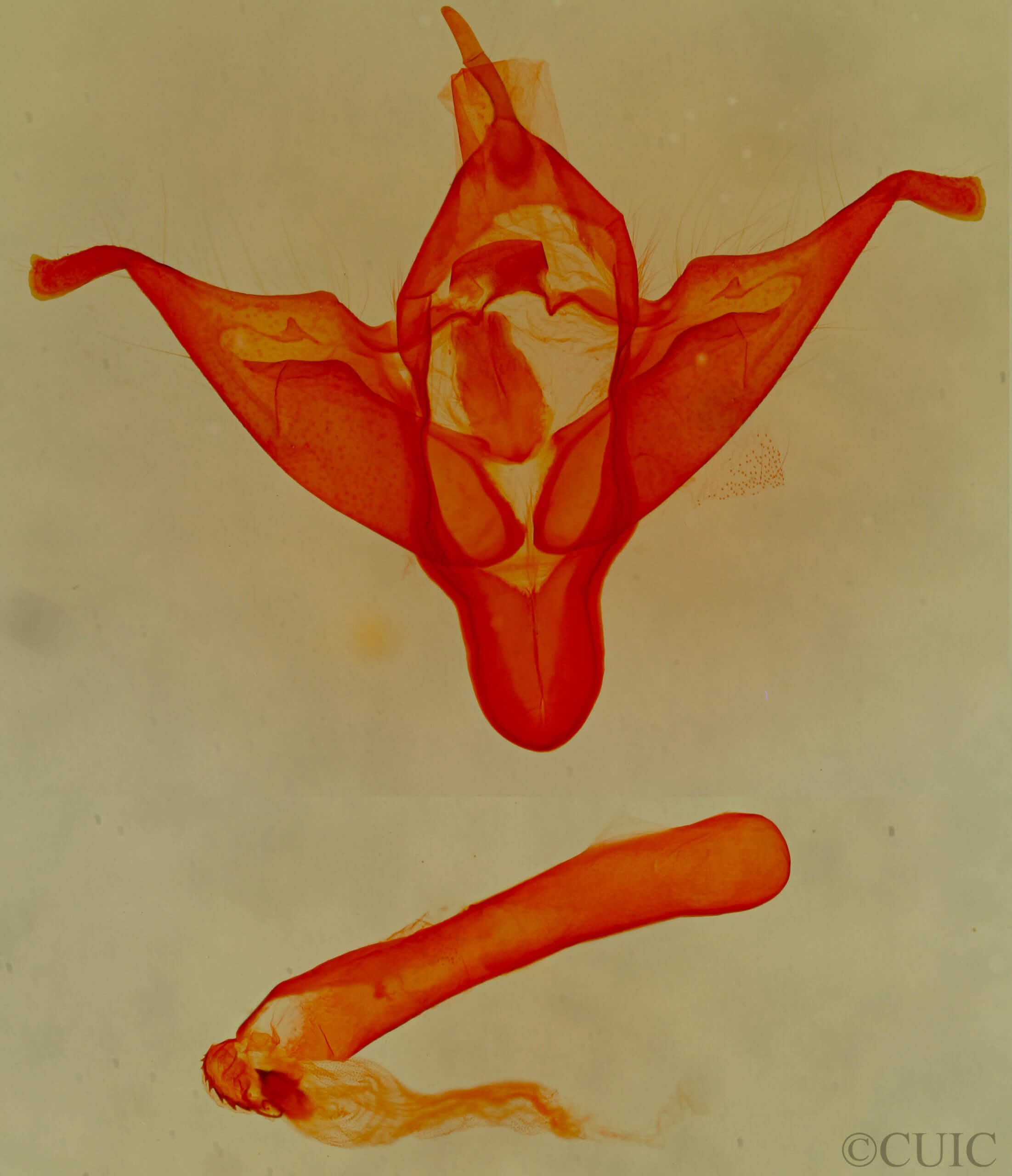 genitalia view of adult Abagrotis sp.