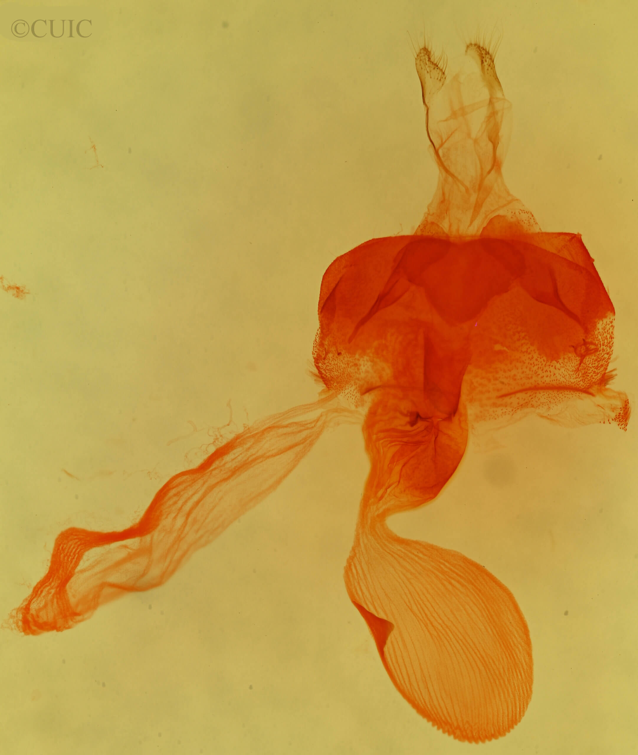 genitalia view of adult Abagrotis sp.