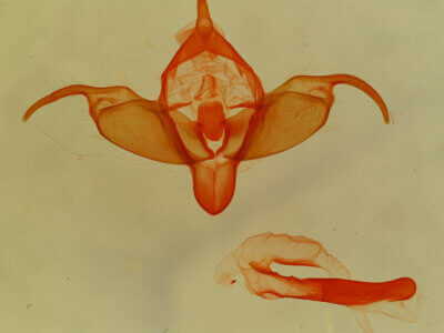 genitalia view of adult Abagrotis sp.