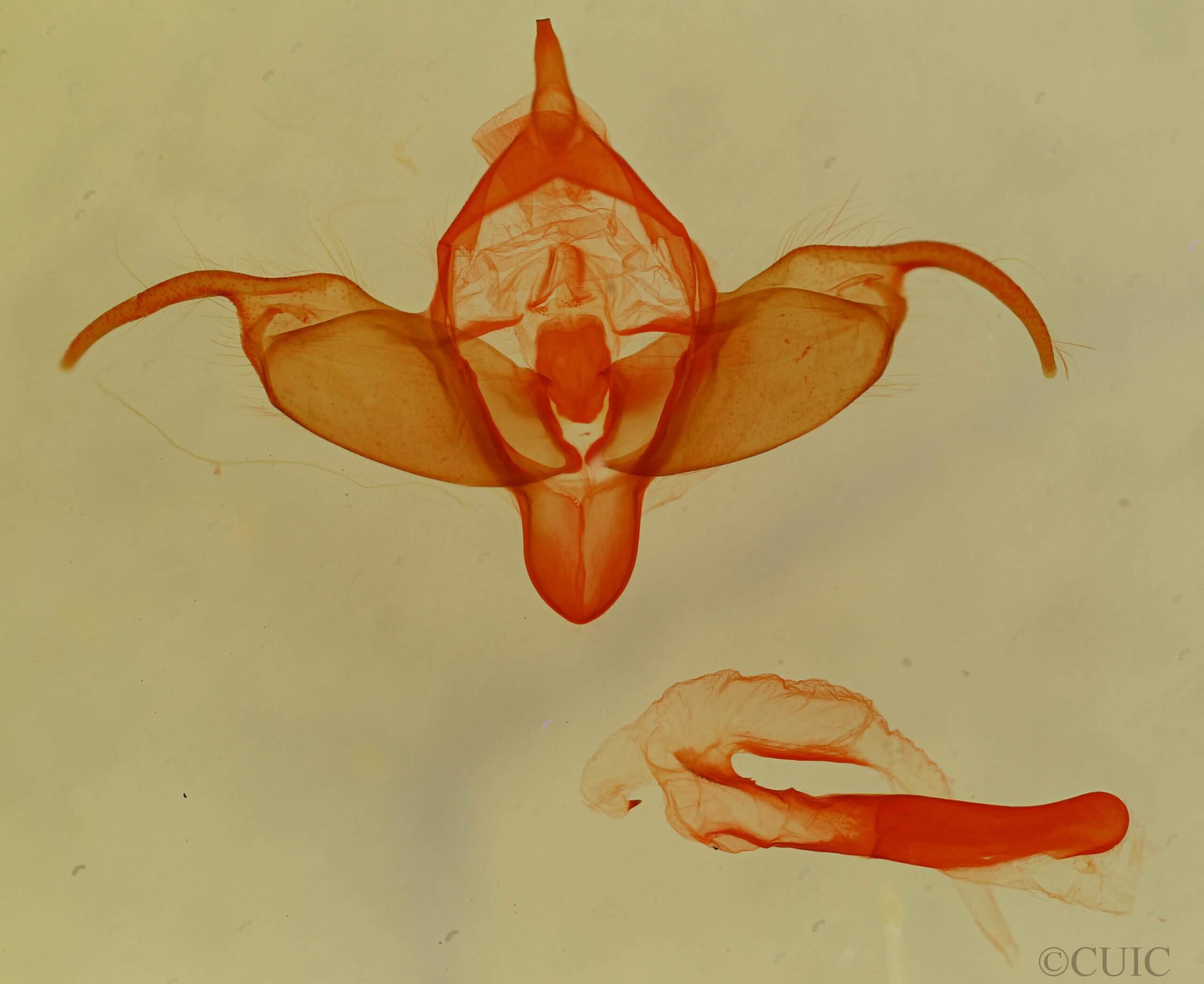 genitalia view of adult Abagrotis sp.