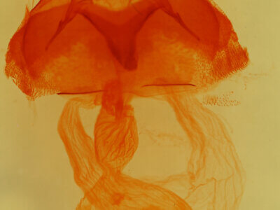 genitalia view of adult Abagrotis sp.