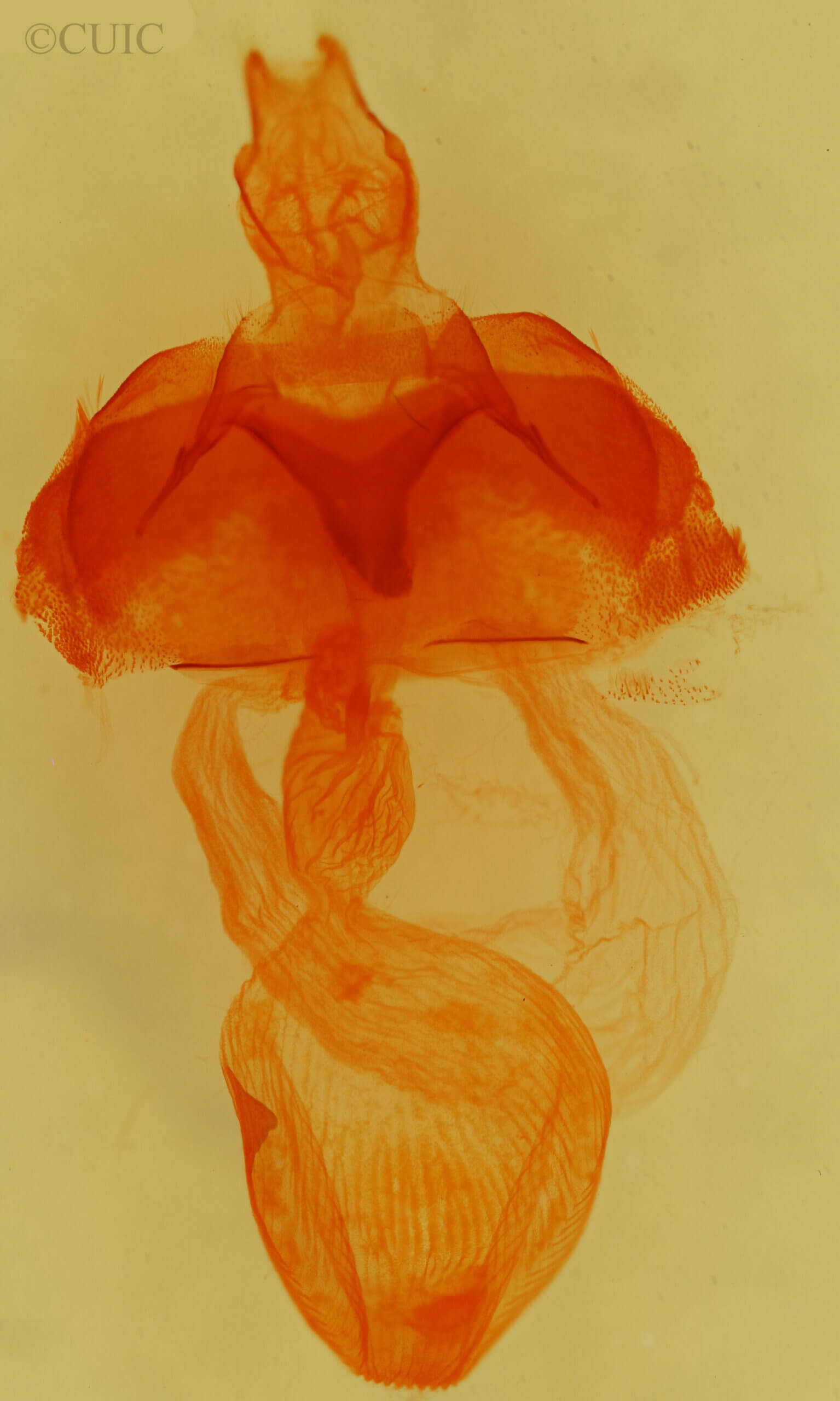 genitalia view of adult Abagrotis sp.