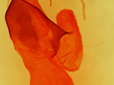 genitalia view of adult Neogalea sunia