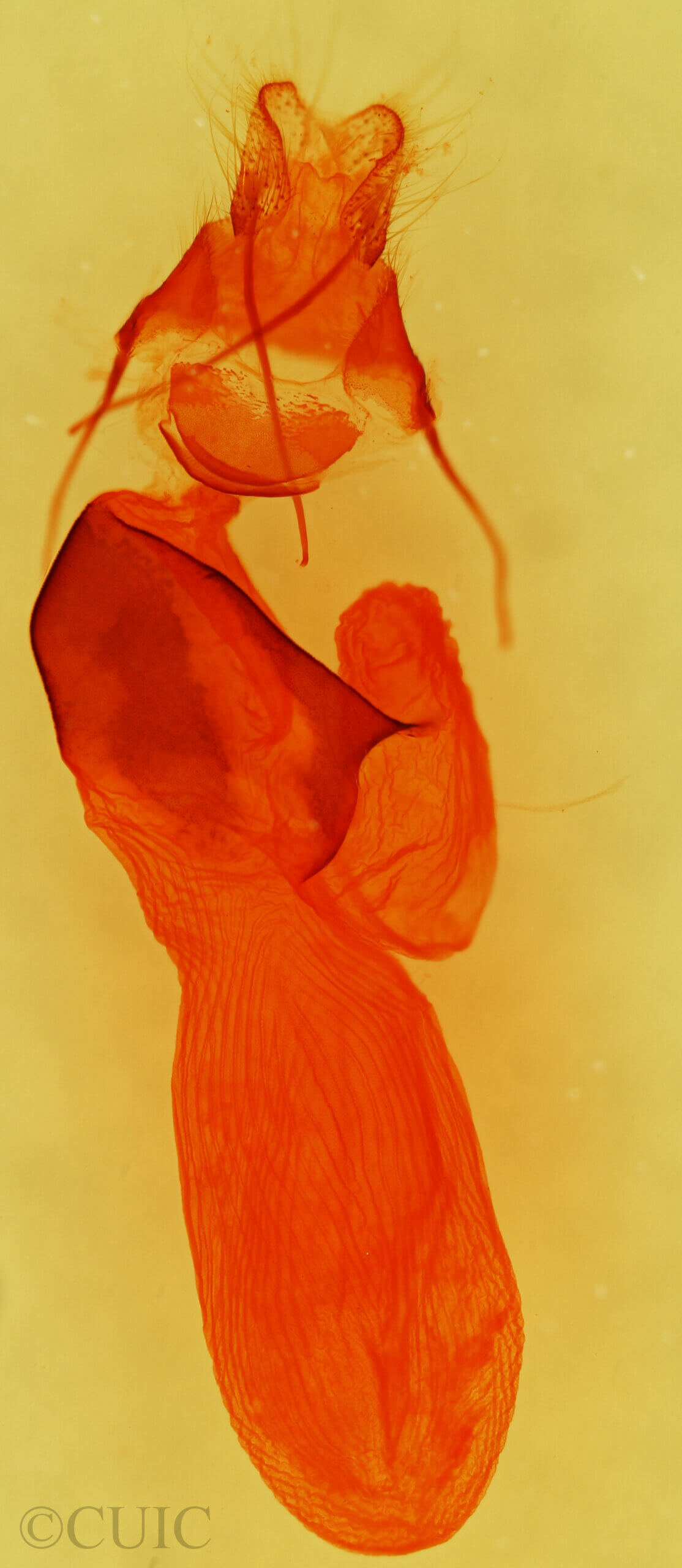 genitalia view of adult Neogalea sunia