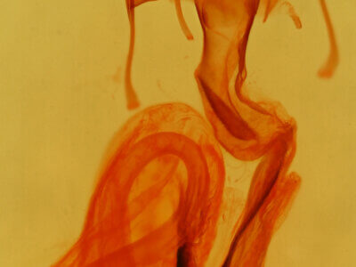 genitalia view of adult Neleucania praegracilis