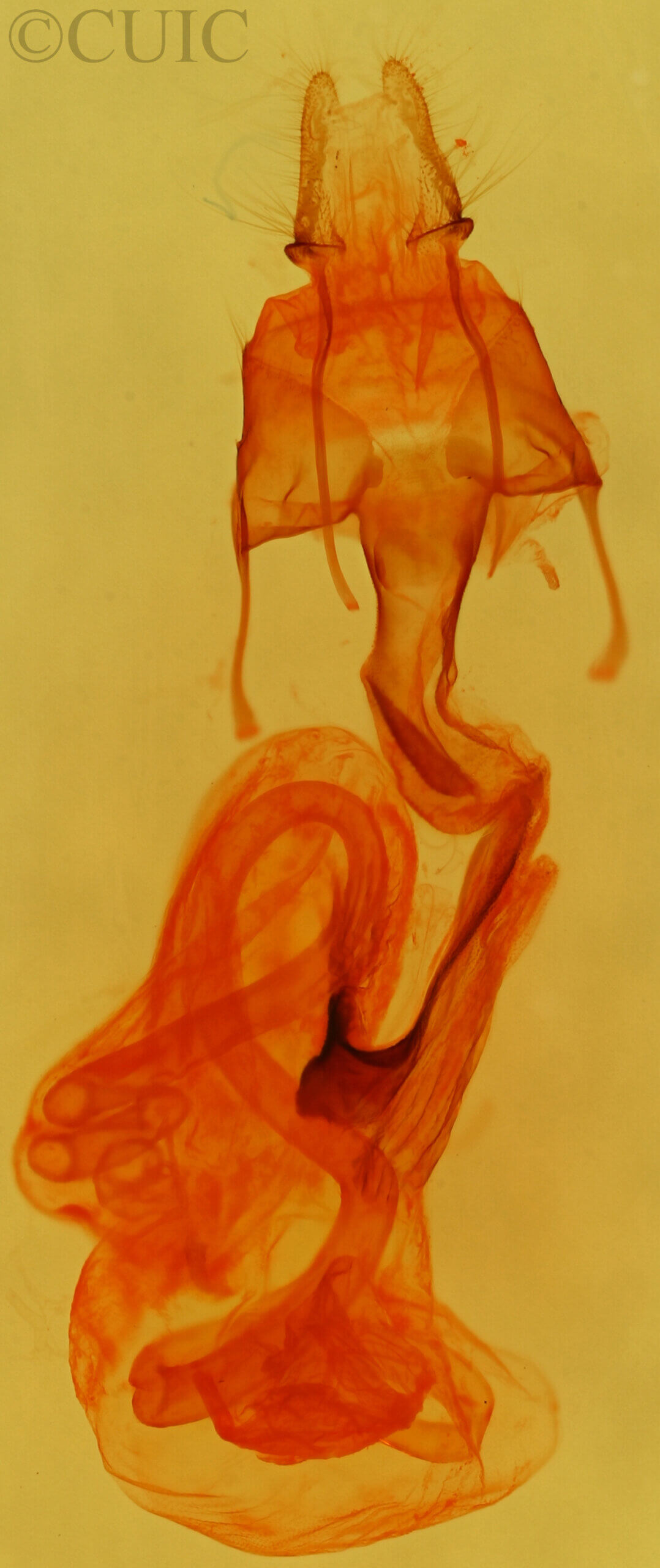 genitalia view of adult Neleucania praegracilis