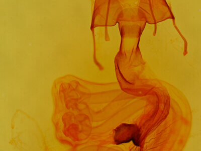 genitalia view of adult Neleucania praegracilis