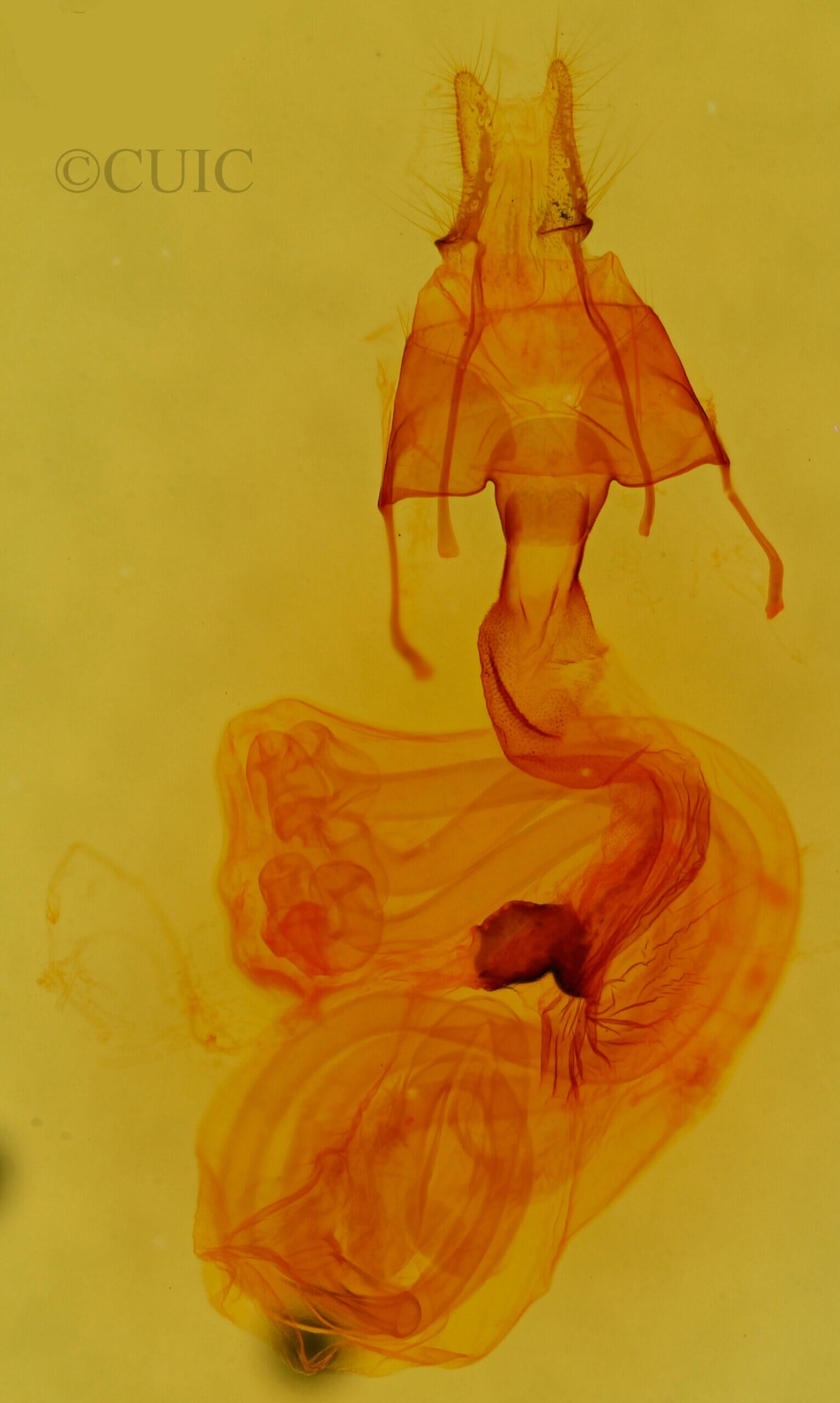 genitalia view of adult Neleucania praegracilis