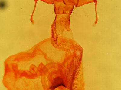 genitalia view of adult Neleucania praegracilis