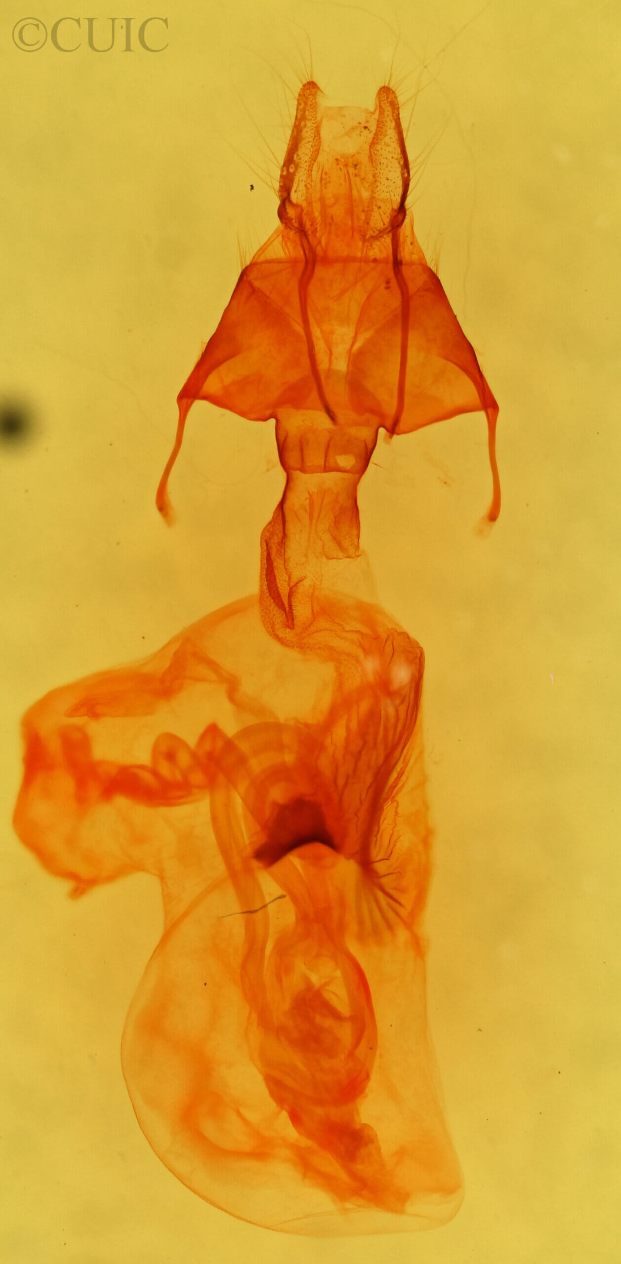 genitalia view of adult Neleucania praegracilis