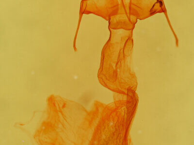 genitalia view of adult Neleucania praegracilis