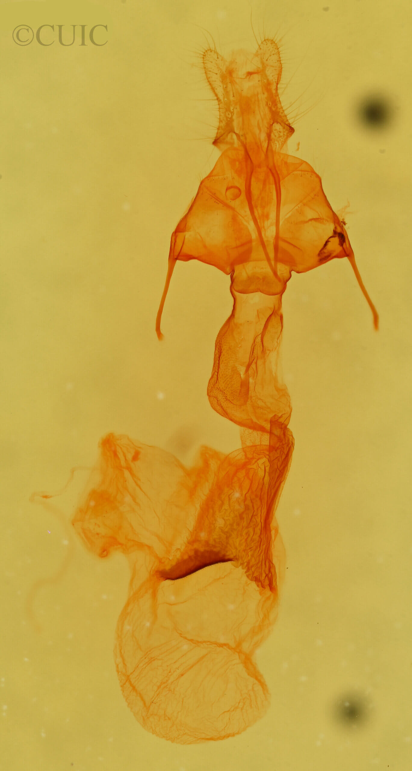 genitalia view of adult Neleucania praegracilis