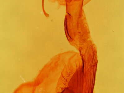 genitalia view of adult Zosteropoda hirtipes