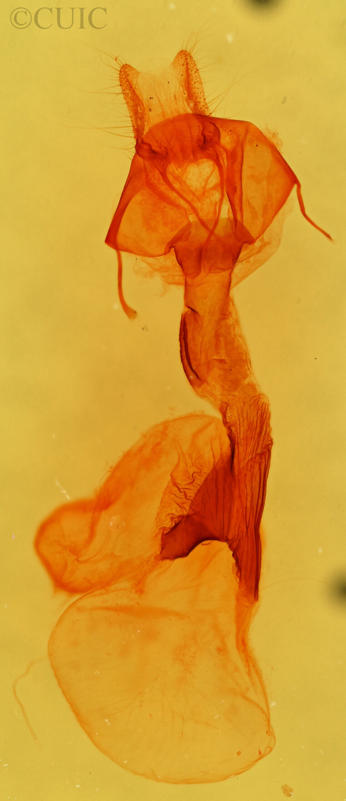 genitalia view of adult Zosteropoda hirtipes