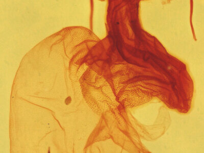 genitalia view of adult Elaphria festivoides