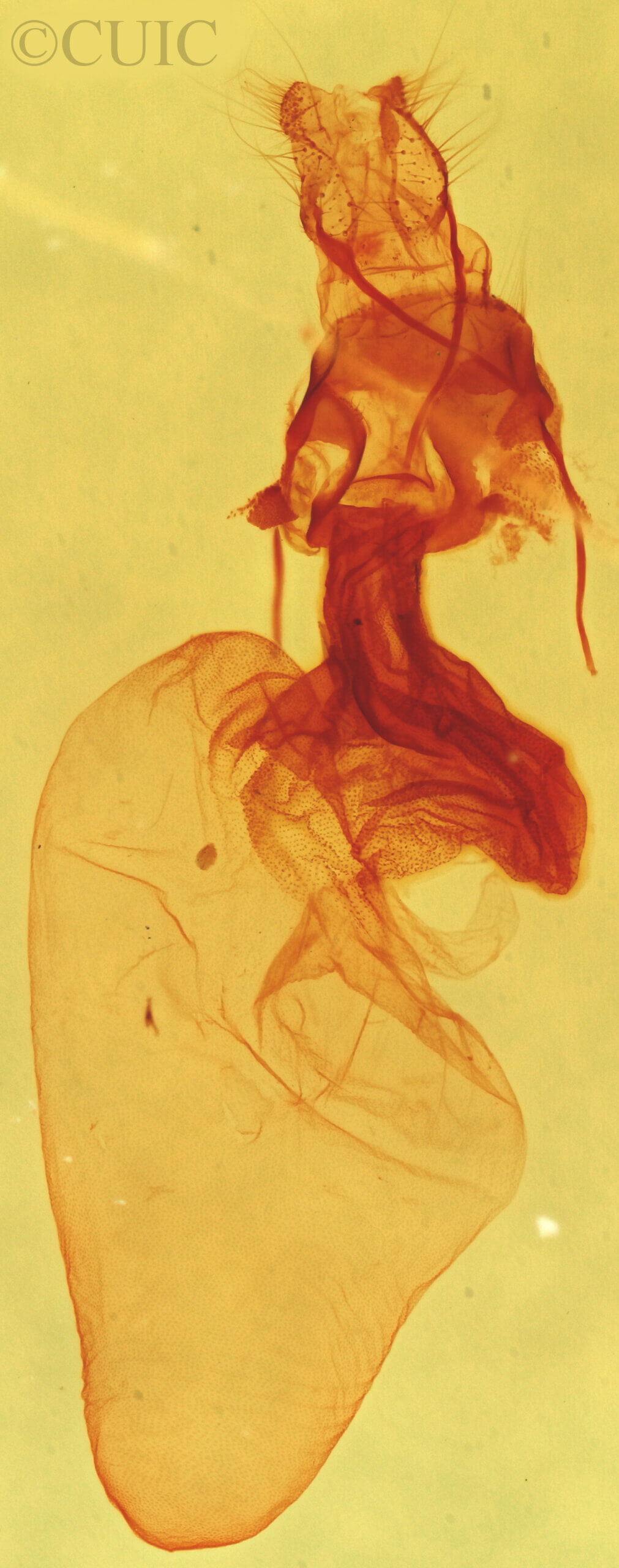 genitalia view of adult Elaphria festivoides