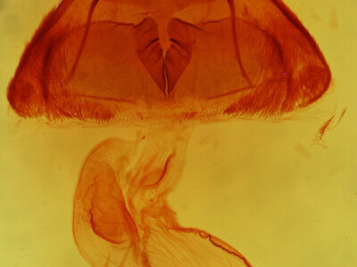 genitalia view of adult Nedra ramosula