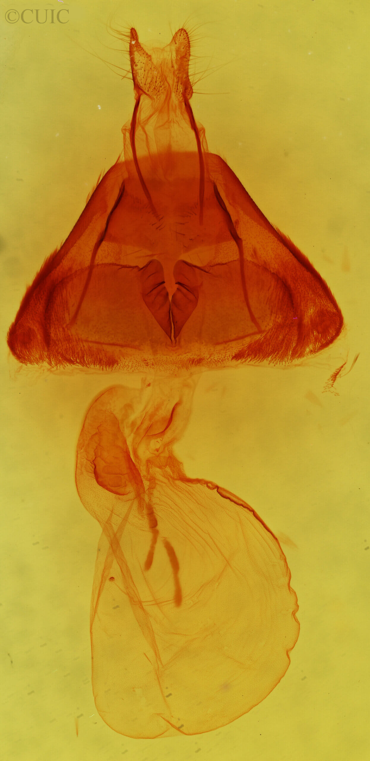 genitalia view of adult Nedra ramosula