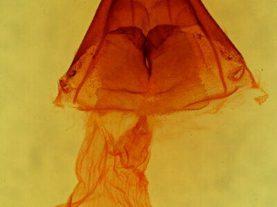 genitalia view of adult Nedra stewarti