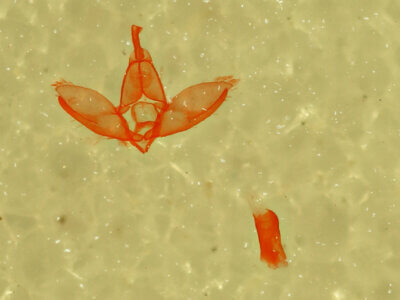 genitalia view of adult Crambidia sp.?