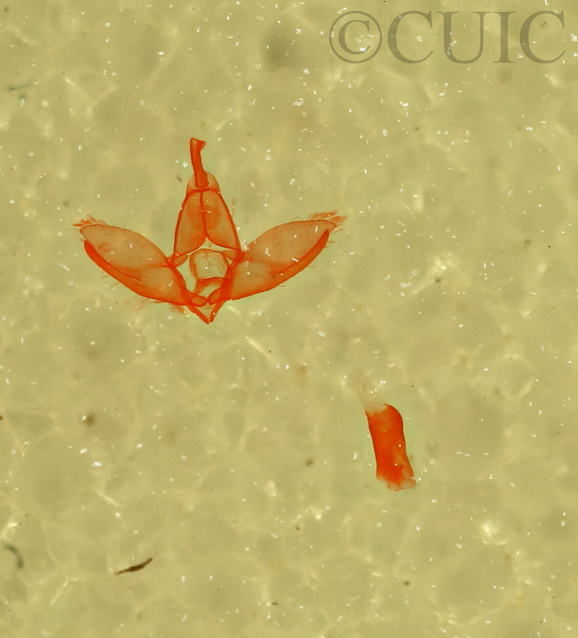 genitalia view of adult Crambidia sp.?