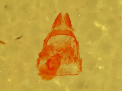 genitalia view of adult Crambidia sp.?