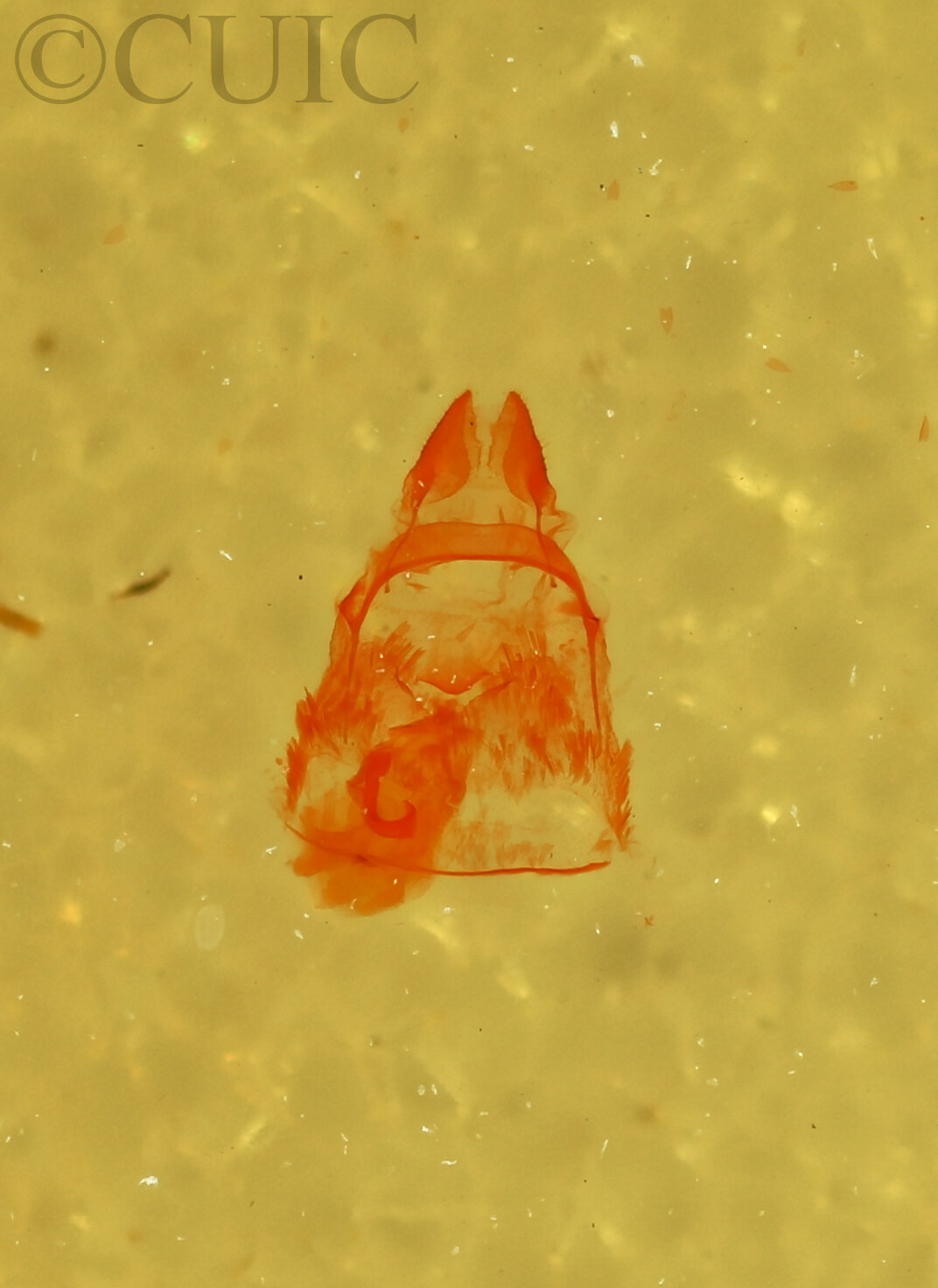 genitalia view of adult Crambidia sp.?