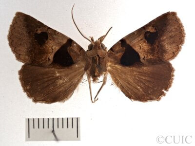 dorsal view of adult Athyrma floridana n. sp.